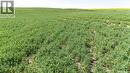 7 Quarters Grainland Near Coderre (Strieb), Sutton Rm No. 103, SK 