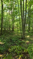 0Z Rue Montagne Lac-Brome, QC J0E 1V0