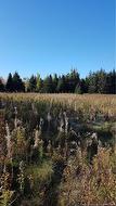 LOT Desroches RD  Mcintosh Hill, NB E4J 4L1