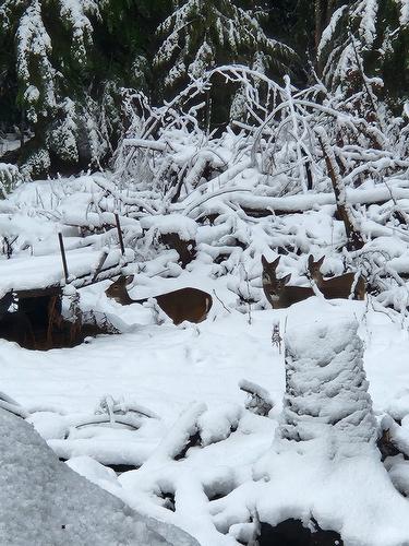 760 Kangaroo Trail, Nakusp, BC - Outdoor