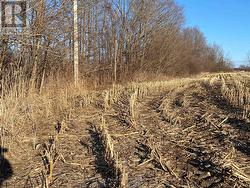 Early spring photo of north boundary, along trees. - 