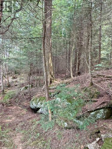 Trail along the shore at the east side of the site - 50 Cache Lake Apl1322, South Algonquin, ON - Outdoor With View