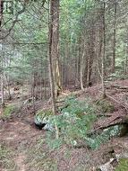 Trail along the shore at the east side of the site - 