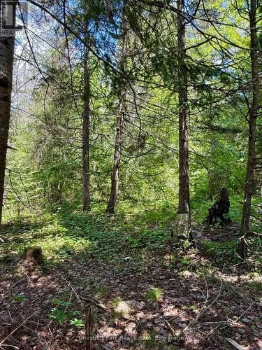 17 Whitefish Lake Apl1582, Algonquin Highlands (Lawrence), ON - Outdoor