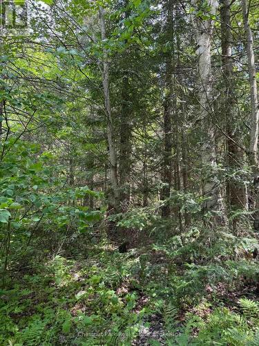 17 Whitefish Lake Apl1582, Algonquin Highlands (Lawrence), ON - Outdoor