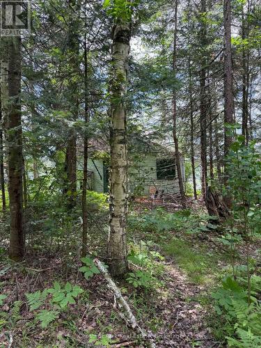 Level to low lying behind the cottage - 17 Whitefish Lake Apl1582, Algonquin Highlands (Lawrence), ON - Outdoor