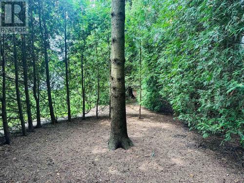 trail thru the cedars - 60 Tuyll Street, Bluewater (Bayfield), ON - Outdoor