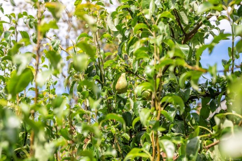 3220 Sutton Rd, Cumberland, BC 