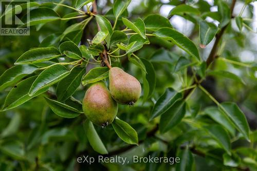 350063 Bayshore Road, Meaford, ON 