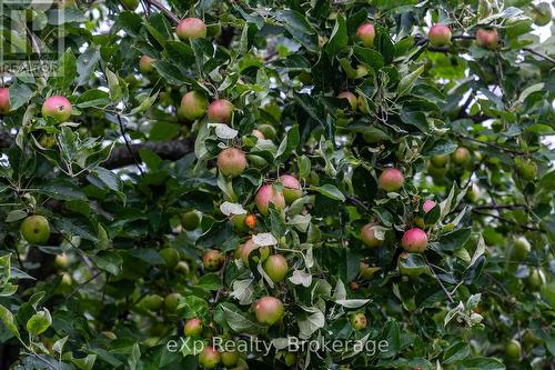 350063 Bayshore Road, Meaford, ON - Outdoor