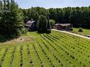 Haskap Berry bushes - 414616 Baseline Road, West Grey, ON 