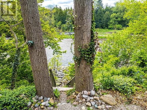 These two trees were removed in 2025 due disease - 114 Clark Street, Blue Mountains, ON - Outdoor