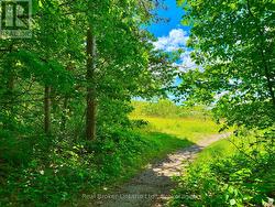 Trails Through Forest - 