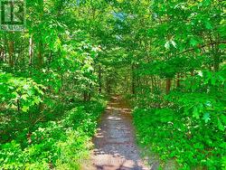 Trails Through Forest - 