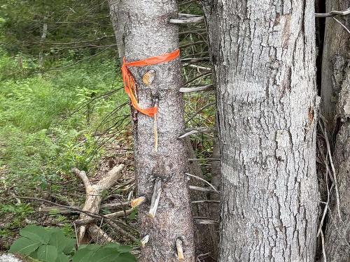 Lot 2026 Perotte Road, Perotte, NS 