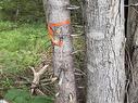 Lot 2026 Perotte Road, Perotte, NS 