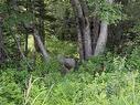 Lot 2026 Perotte Road, Perotte, NS 