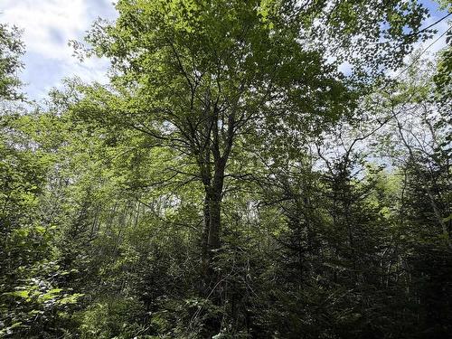 Lot 2026 Perotte Road, Perotte, NS 