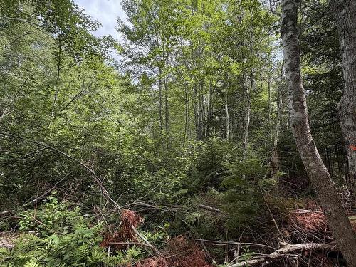 Lot 2026 Perotte Road, Perotte, NS 