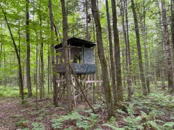 Woodland - 
