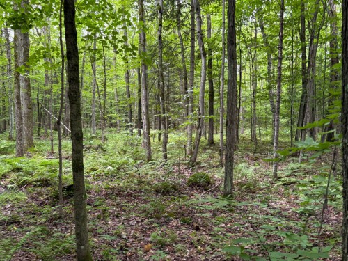 Woodland - 5E Rang O., Saint-Majorique-De-Grantham, QC 