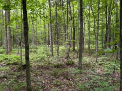 Woodland - 