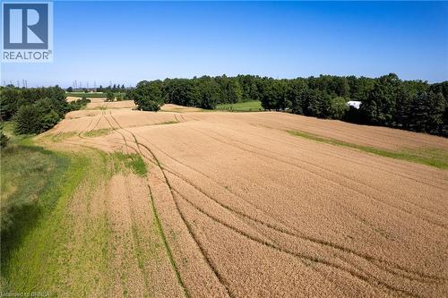 Expansive golden field bordered by mature trees and a clear blue sky - 269 Brant County Road 22, Ancaster, ON - Outdoor With View