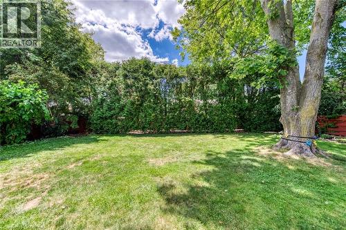 Expansive grassy yard featuring perimeter privacy hedges, mature trees, and a partial red fence - 356 Dunlop Crescent, Burlington, ON - Outdoor