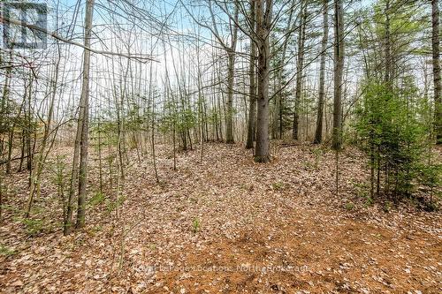 119 Earl Street, Wasaga Beach, ON - Outdoor With View
