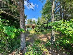 Stunning mature trees ready for thinning for view - 