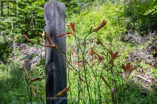 24163 Highway 7 Highway, Frontenac (Frontenac Centre), ON - Outdoor