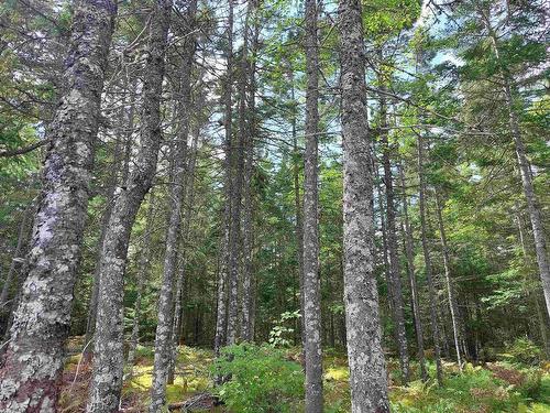10 Acre Lower River Rd, Hureauville, NS 