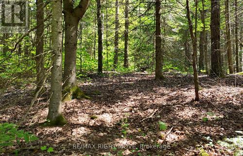 Mature Trees - 50 Sunrise Drive, Kearney, ON 