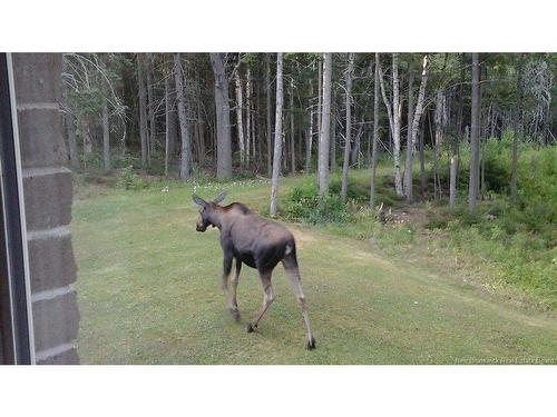3515 Route 530, Grande-Digue, NB 
