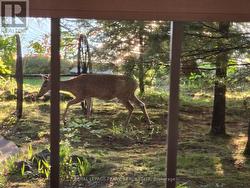 Wildlife - 