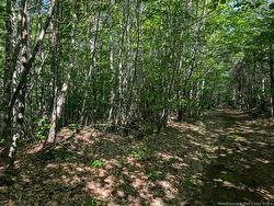 Wood Lot Green RD Elgin, NB E4Z 1T6