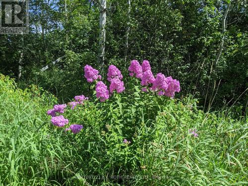 2361 George Johnston Road, Springwater, ON 