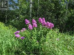 2361 GEORGE JOHNSTON ROAD  Springwater, ON L0L 1Y0
