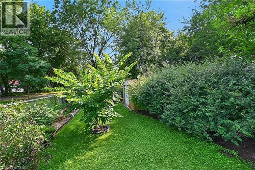 Lush green lawn with mature trees and established shrubbery - 230 Picton Street E, Hamilton, ON - Outdoor