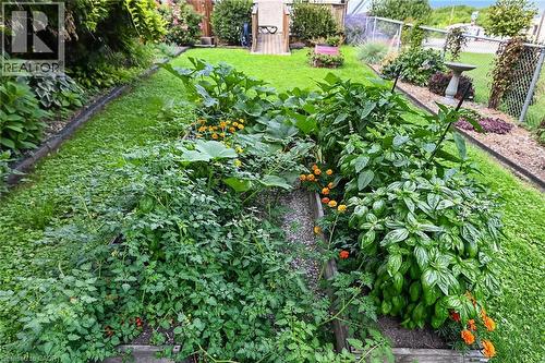 Raised garden beds with flourishing plants and vibrant marigolds - 230 Picton Street E, Hamilton, ON - Outdoor