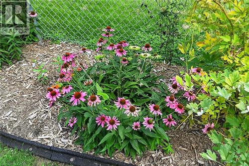 Landscaped garden bed featuring flowering plants, wood chip ground cover, and a chain-link fence - 230 Picton Street E, Hamilton, ON - Outdoor