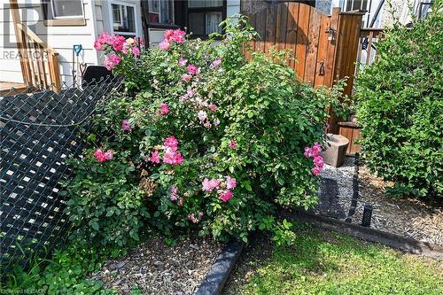 Mature flowering shrubbery with vibrant pink blooms, bordered by a dark wood-finish fence and a manicured lawn - 230 Picton Street E, Hamilton, ON - Outdoor