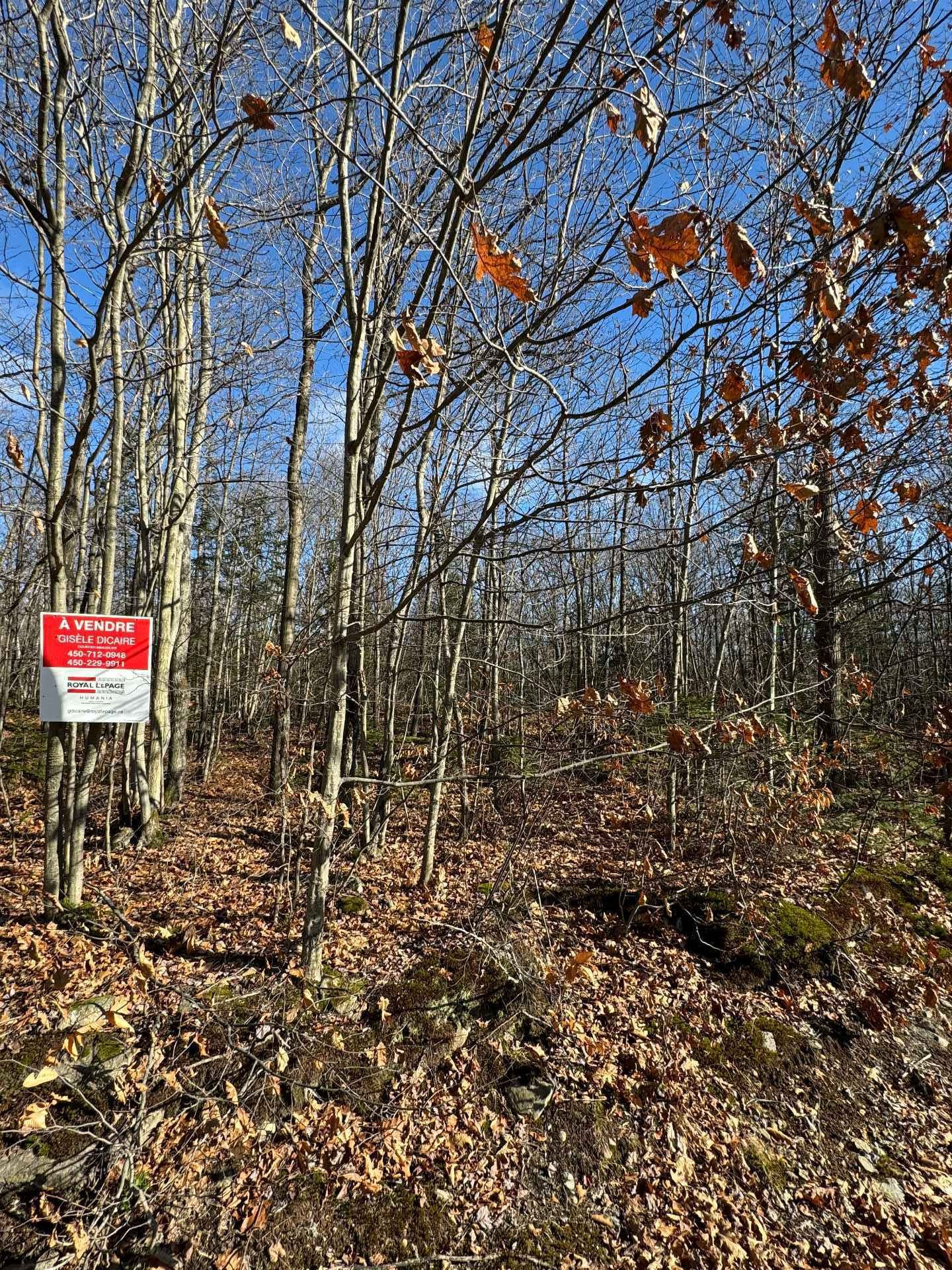 Mtee Mongeau — photo 1