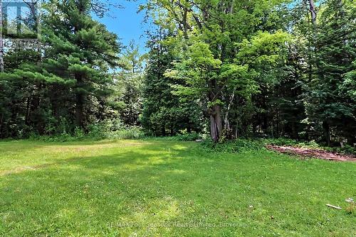 View of forest from deck - 7363 Sideroad 33 34 Road, Clearview, ON - Outdoor