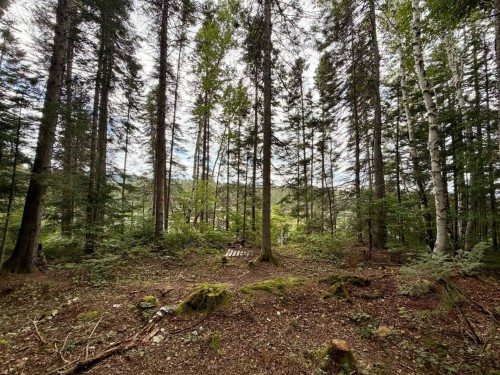 Terre/Terrain - Ch. Du Lac-Des-Aulnes, Saint-Donat, QC 