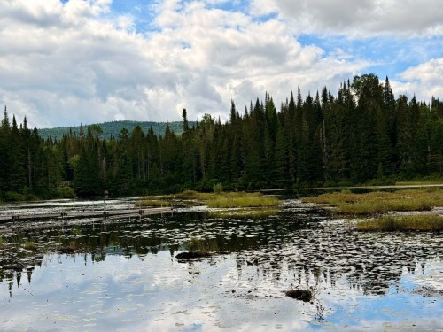 Vue sur l'eau - Ch. Du Lac-Des-Aulnes, Saint-Donat, QC 