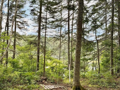 Terre/Terrain - Ch. Du Lac-Des-Aulnes, Saint-Donat, QC 