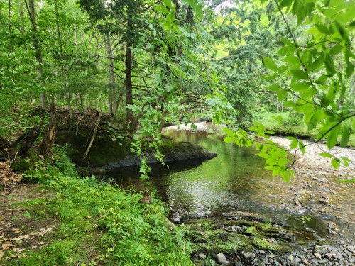 Ch Rosenberry — photo 3