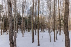 Wooded area - 