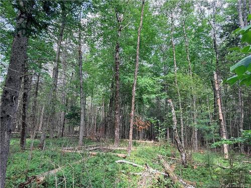 - Plumweseep Rd, Plumweseep, NB - Outdoor
